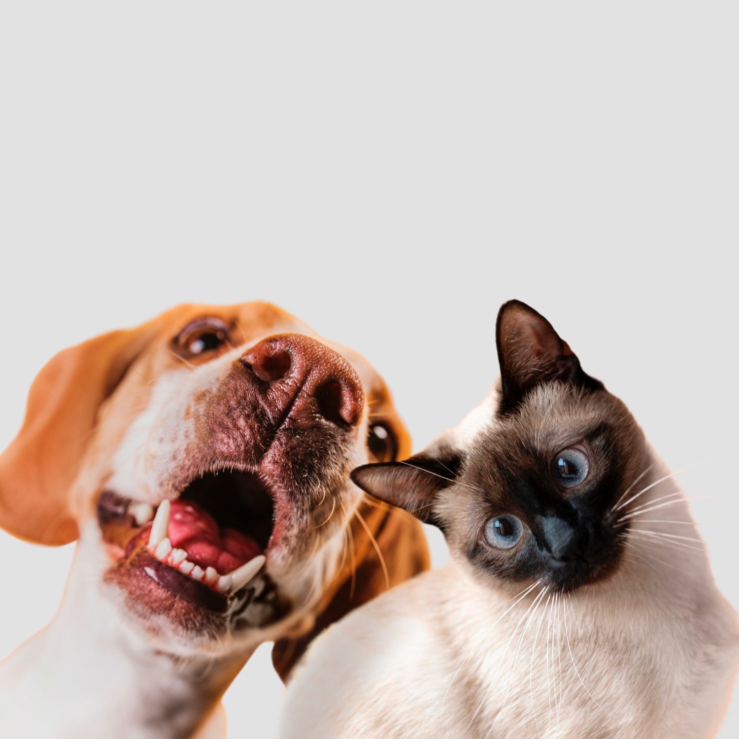 An excited beagle dog with its mouth open next to a focused Siamese cat with blue eyes on a light background.